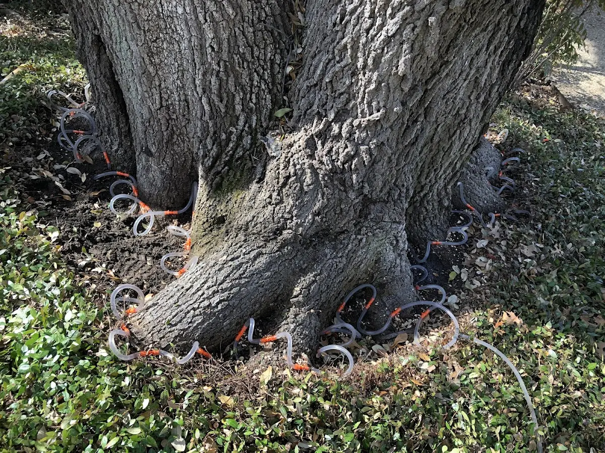 Detailed Tree Cabling and Bracing job site in West Valley
